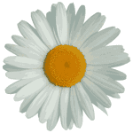 logo-big-flower-twitter-square