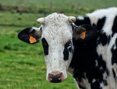 la vache !
