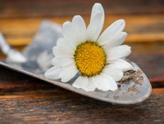 Fleur sur une petite pelle