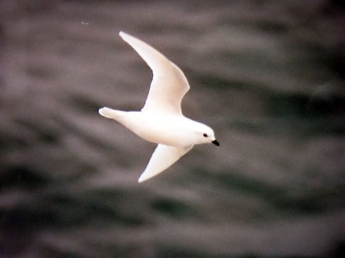 Oiseau en train de voler